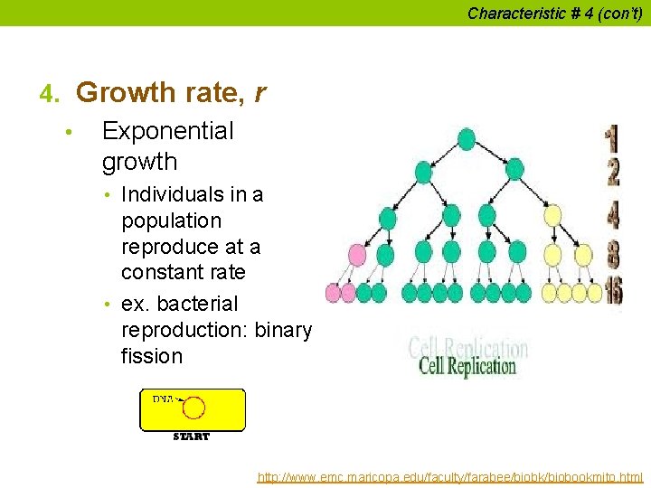 Characteristic # 4 (con’t) 4. Growth rate, r • Exponential growth • Individuals in