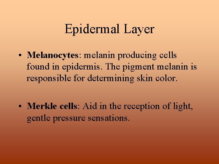 Epidermal Layer • Melanocytes: melanin producing cells found in epidermis. The pigment melanin is Epidermal Layer • Melanocytes: melanin producing cells found in epidermis. The pigment melanin is