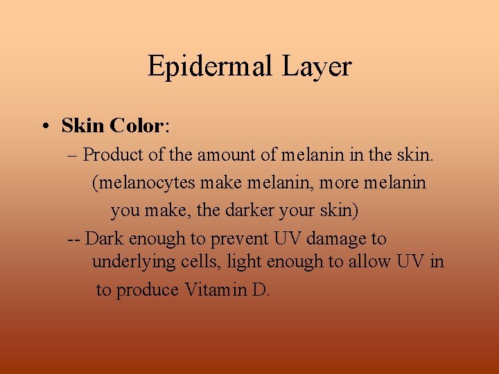 Epidermal Layer • Skin Color: – Product of the amount of melanin in the