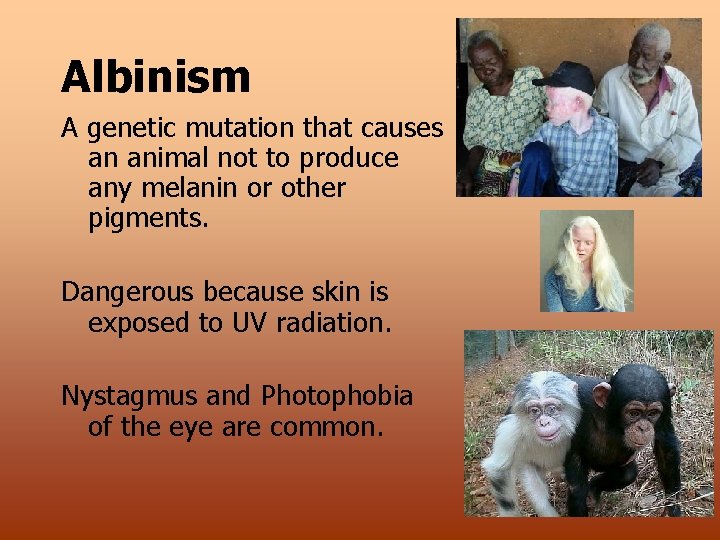 Albinism A genetic mutation that causes an animal not to produce any melanin or