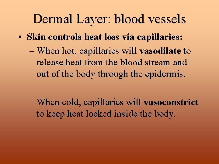Dermal Layer: blood vessels • Skin controls heat loss via capillaries: – When hot,