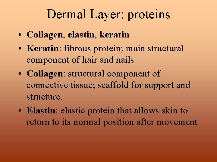 Dermal Layer: proteins • Collagen, elastin, keratin • Keratin: fibrous protein; main structural component