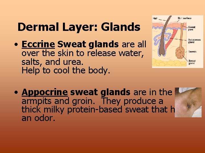 Dermal Layer: Glands • Eccrine Sweat glands are all over the skin to release