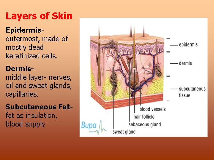 Layers of Skin Epidermisoutermost, made of mostly dead keratinized cells. Dermismiddle layer- nerves, oil