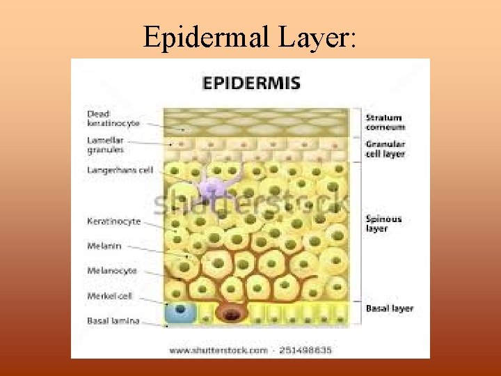 Epidermal Layer: 
