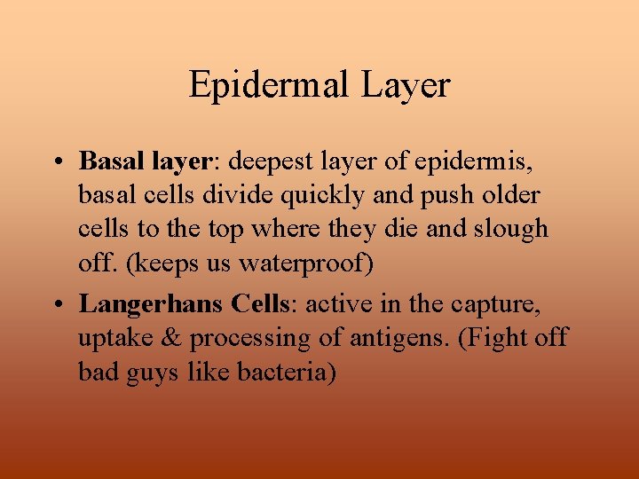 Epidermal Layer • Basal layer: deepest layer of epidermis, basal cells divide quickly and