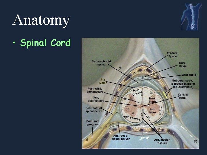 Anatomy • Spinal Cord 