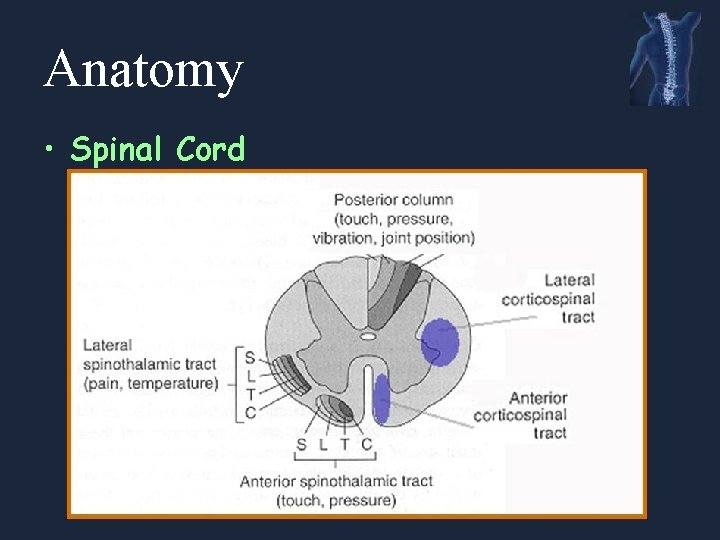 Anatomy • Spinal Cord 