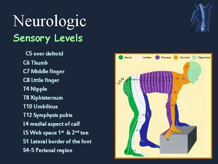 Neurologic Sensory Levels C 5 over deltoid C 6 Thumb C 7 Middle finger
