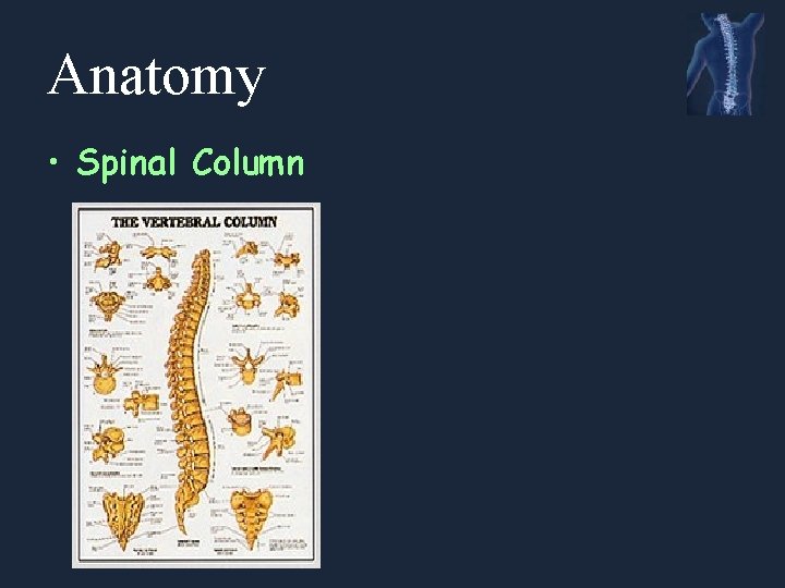 Anatomy • Spinal Column 