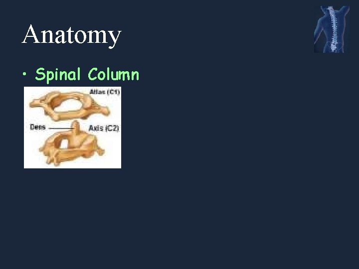 Anatomy • Spinal Column 