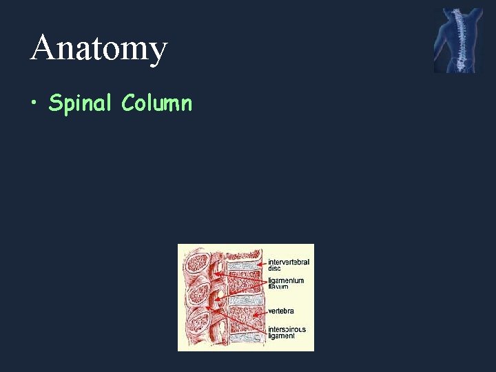 Anatomy • Spinal Column 