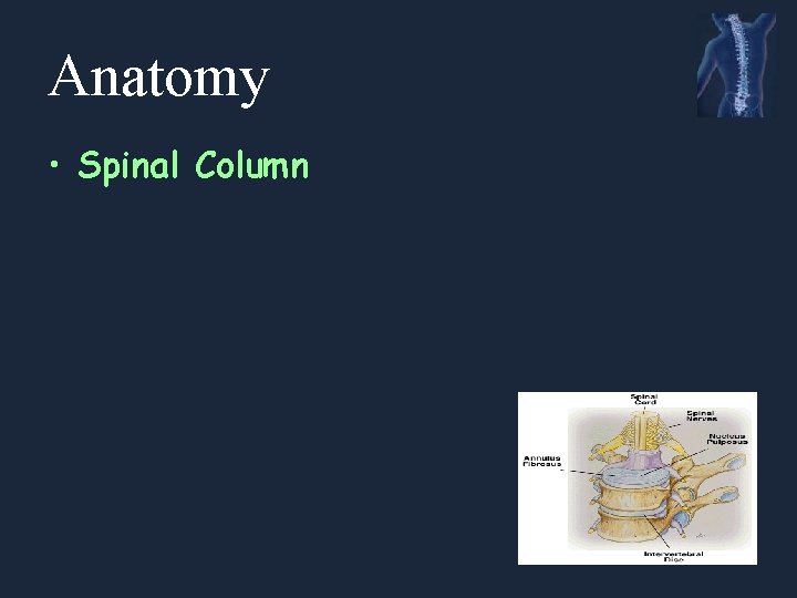 Anatomy • Spinal Column 