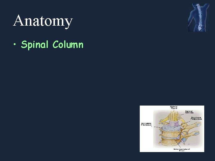 Anatomy • Spinal Column 