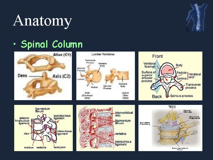 Anatomy • Spinal Column 