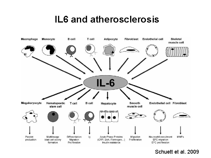 IL 6 and atherosclerosis Schuett et al. 2009 