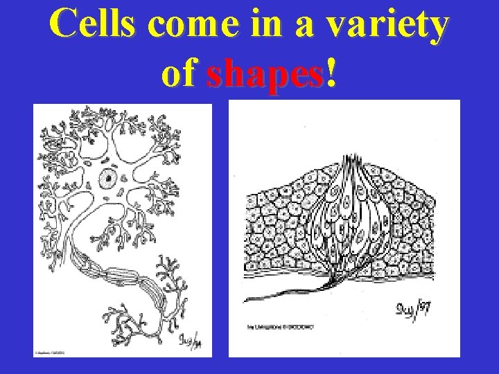 Cells come in a variety of shapes! 