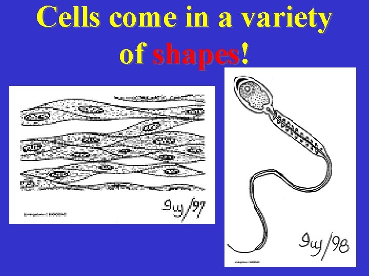 Cells come in a variety of shapes! 