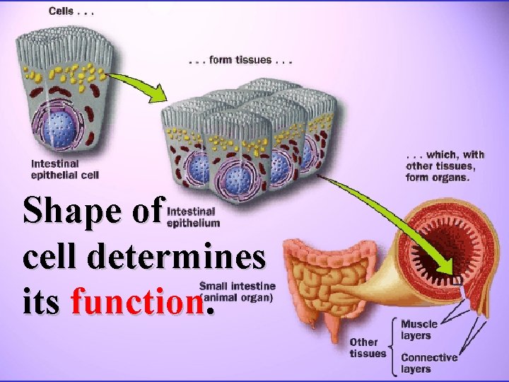 Shape of cell determines its function. 
