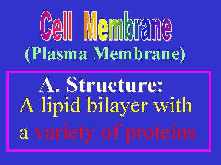 (Plasma Membrane) A. Structure: A lipid bilayer with a variety of proteins 