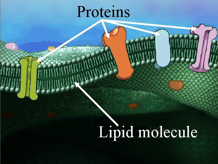 Proteins Lipid molecule 