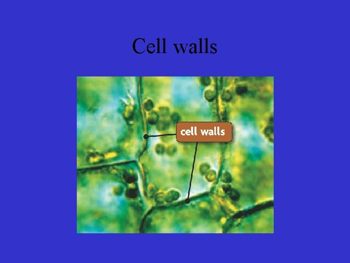 Cell walls 