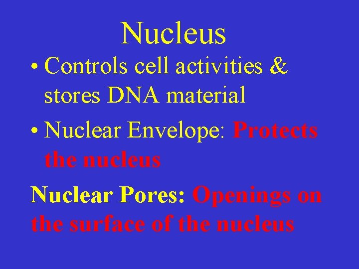 Nucleus • Controls cell activities & stores DNA material • Nuclear Envelope: Protects the