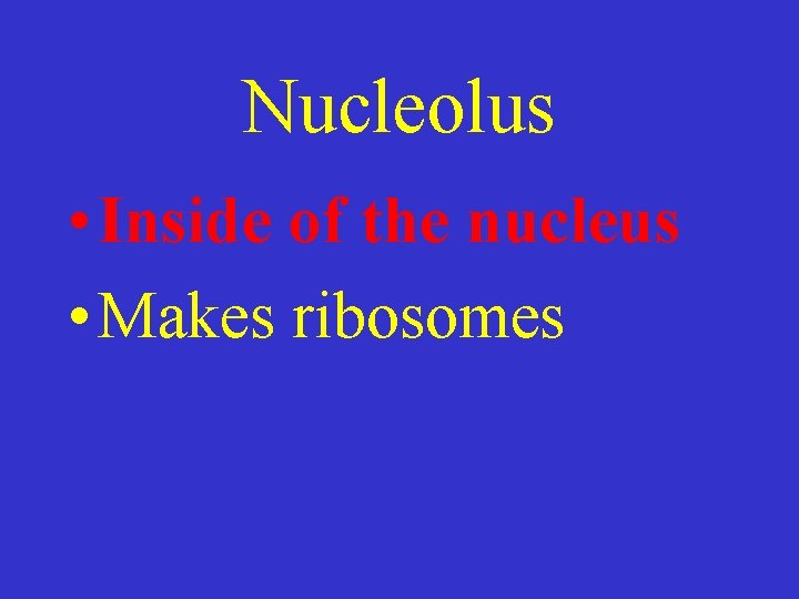 Nucleolus • Inside of the nucleus • Makes ribosomes 