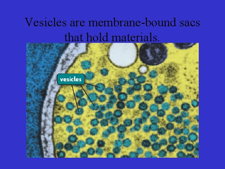 Vesicles are membrane-bound sacs that hold materials. 