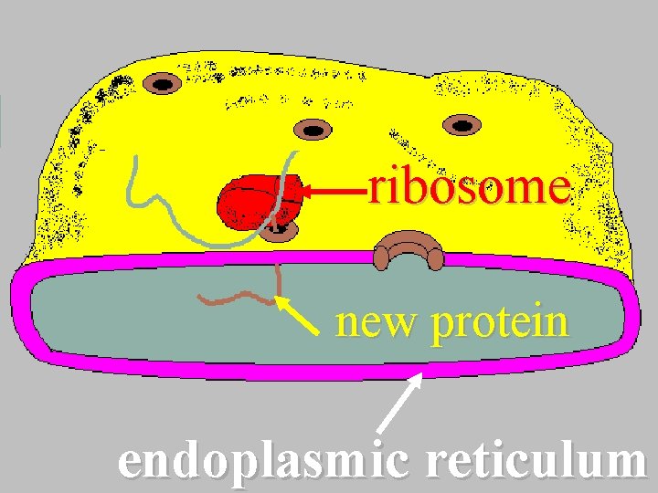 ribosome new protein endoplasmic reticulum 