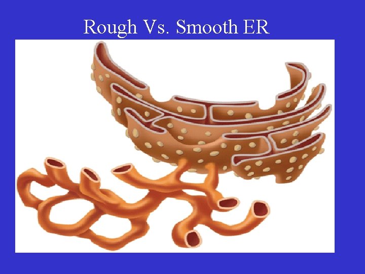 Rough Vs. Smooth ER 