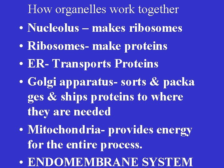 How organelles work together • • Nucleolus – makes ribosomes Ribosomes- make proteins ER-