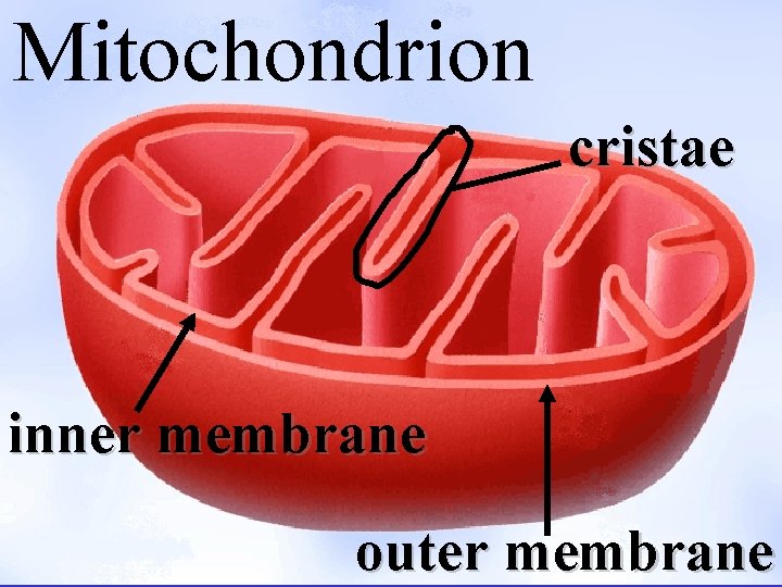 Mitochondrion cristae inner membrane outer membrane 