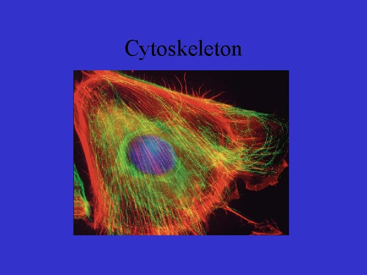 Cytoskeleton 