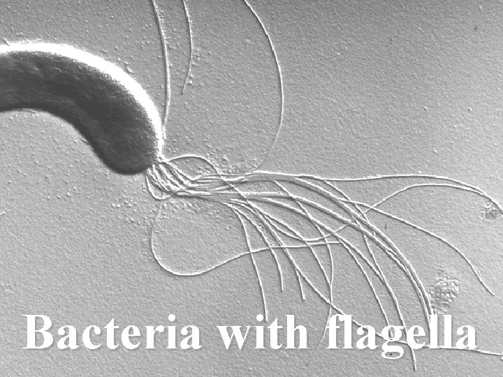 Bacteria with flagella 