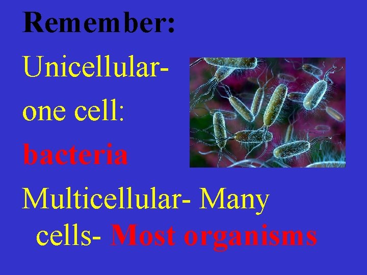 Remember: Unicellularone cell: bacteria Multicellular- Many cells- Most organisms 