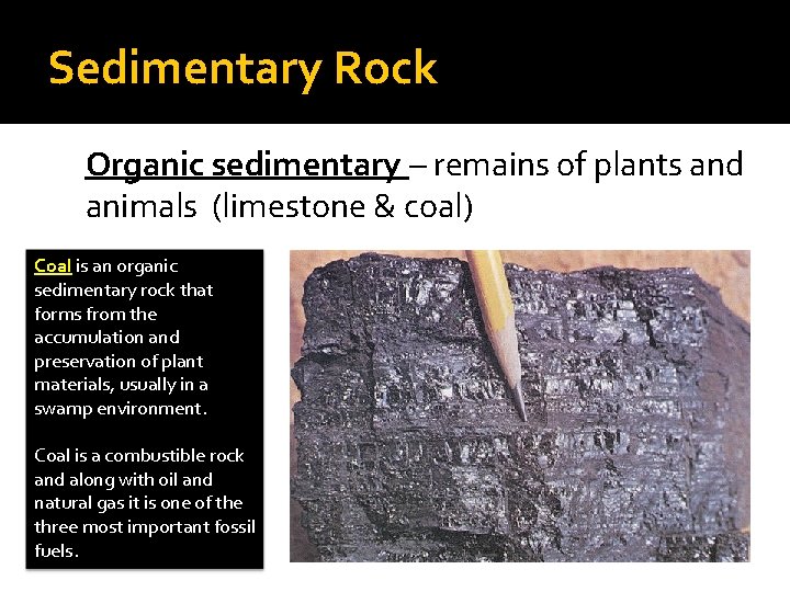 Sedimentary Rock Organic sedimentary – remains of plants and animals (limestone & coal) Coal