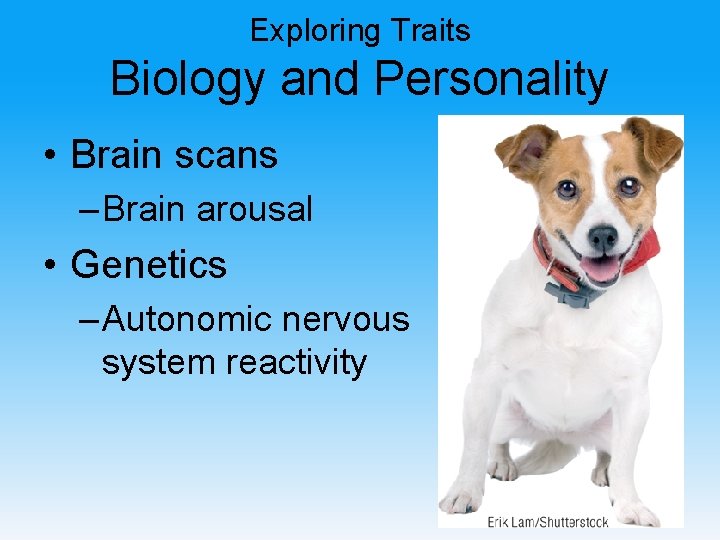 Exploring Traits Biology and Personality • Brain scans – Brain arousal • Genetics –