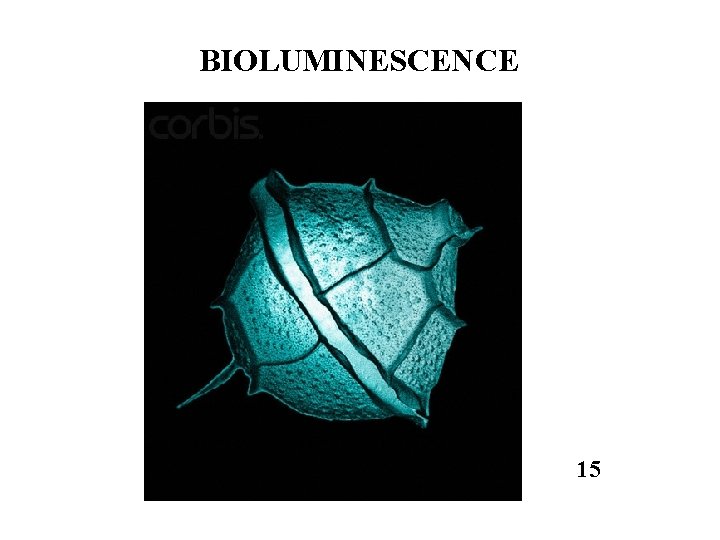 BIOLUMINESCENCE 15 