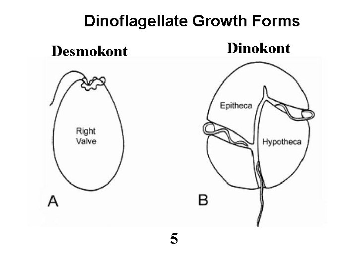Dinoflagellate Growth Forms Dinokont Desmokont 5 