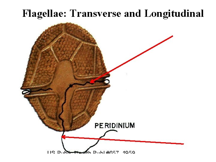 Flagellae: Transverse and Longitudinal 