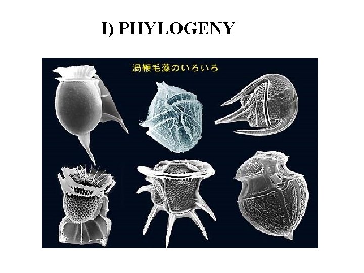 I) PHYLOGENY 