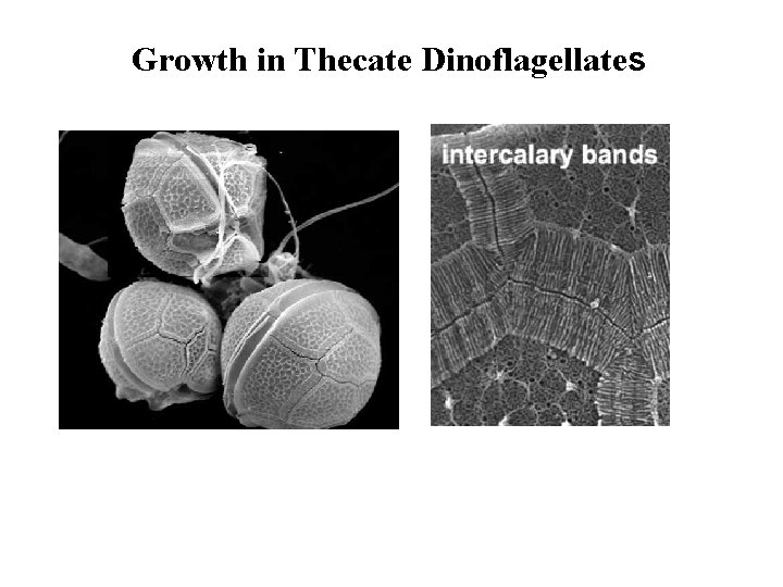 Growth in Thecate Dinoflagellates 