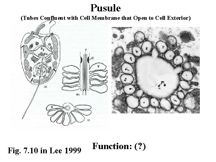 Pusule (Tubes Confluent with Cell Membrane that Open to Cell Exterior) Fig. 7. 10