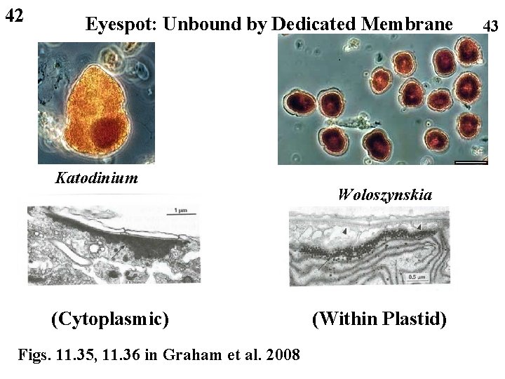 42 Eyespot: Unbound by Dedicated Membrane Katodinium (Cytoplasmic) Figs. 11. 35, 11. 36 in