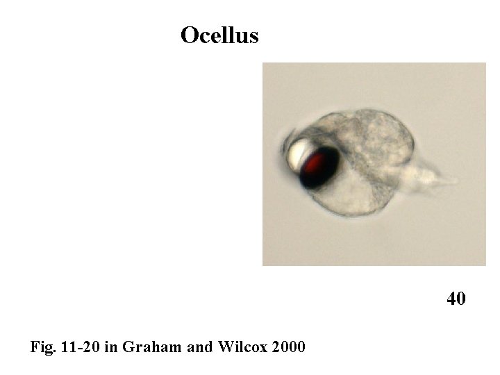 Ocellus 40 Fig. 11 -20 in Graham and Wilcox 2000 