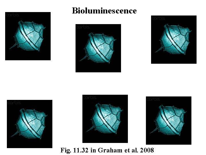 Bioluminescence Fig. 11. 32 in Graham et al. 2008 