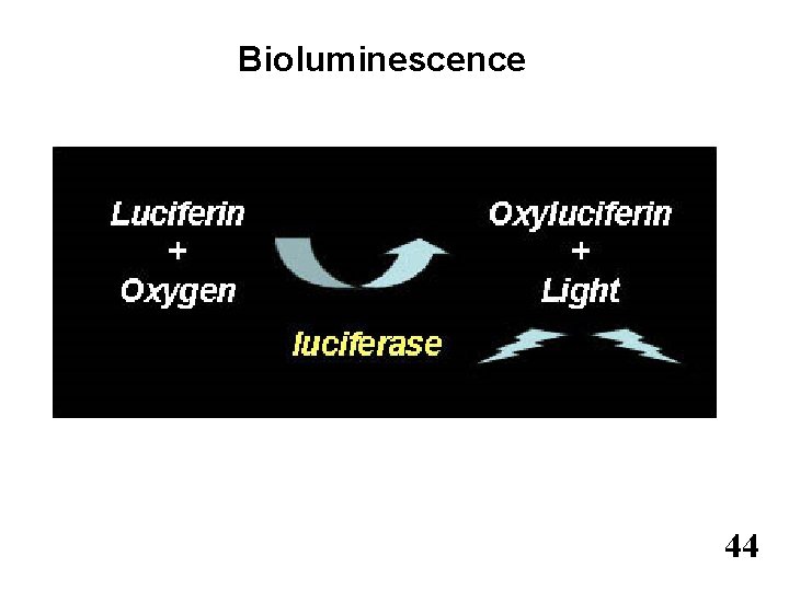 Bioluminescence 44 