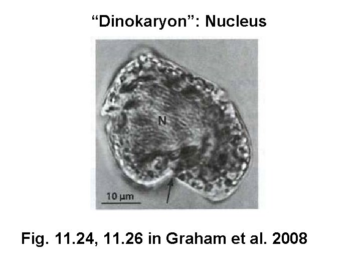 “Dinokaryon”: Nucleus Fig. 11. 24, 11. 26 in Graham et al. 2008 