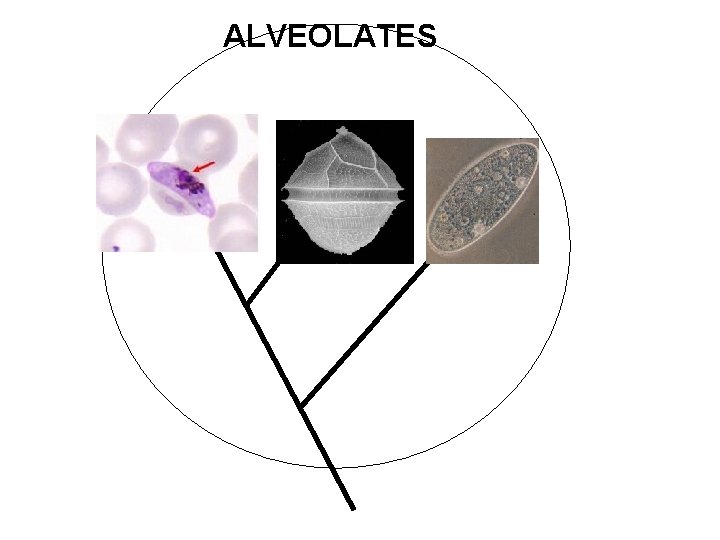 ALVEOLATES 